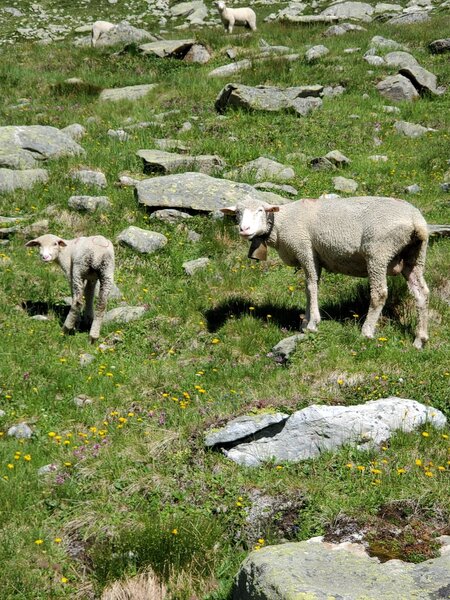 Curious sheep