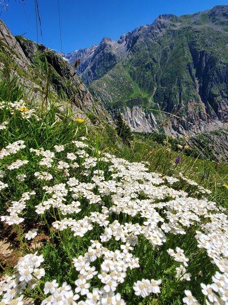 Lots of pretty alpine flowers