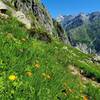 Plenty of wildflowers