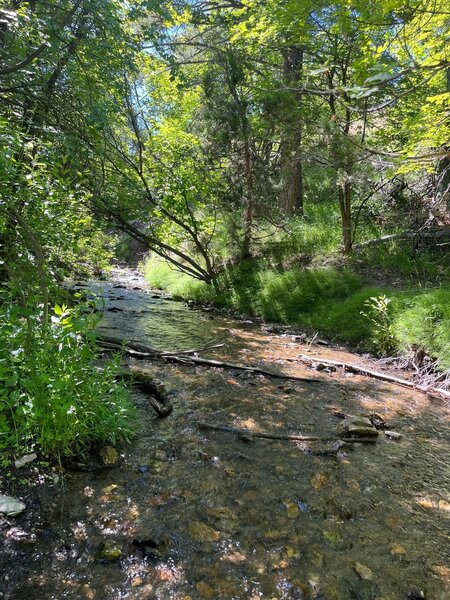 Bell Marsh Creek at the trail junction.