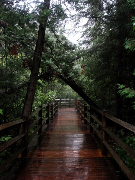 A wet boardwalk on the Lower Falls Trail.