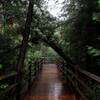 A wet boardwalk on the Lower Falls Trail.