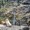 Goats overseeing traffic on the suspension bridge.