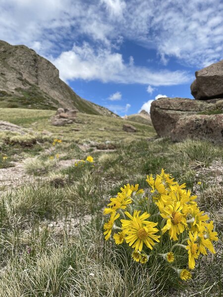 Wildflowers at the saddle.