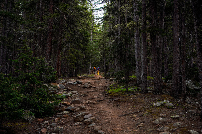 Trail through the woods