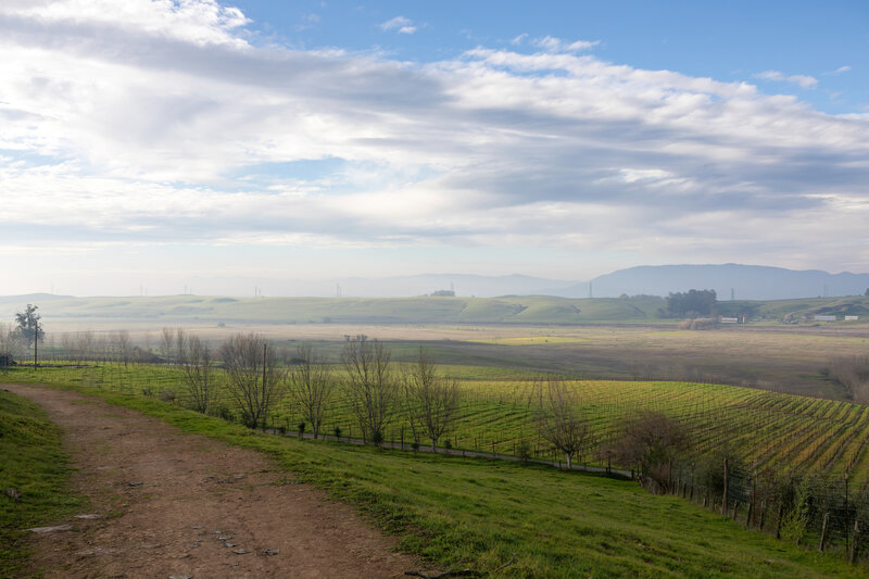 Vineyard next to East Ridge Trail