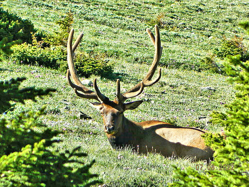 Bull elk.