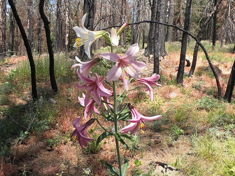 One of the benefits of the new location of the Green Ridge Trail is a profusion of Washington lilies (Lilium washingtonianum).