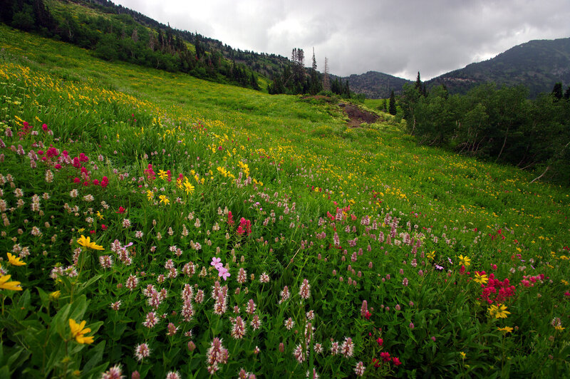 Summer wildflowers (mid-July to late July) at Cardiff Pass, Alta, Utah.