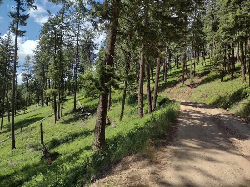 Sunlit forest on Canfield Mountain on a perfect June morning.