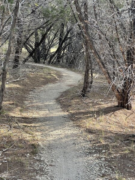 Wooded section of Twister Trail.