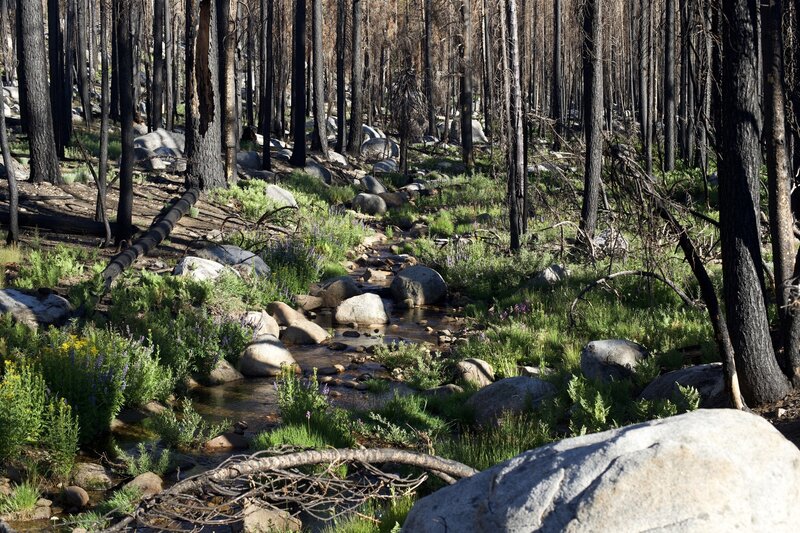 A small creek flows alongside the trail for much of its path.  The peaceful sound can be heard as you meander through the forest.