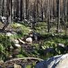 A small creek flows alongside the trail for much of its path.  The peaceful sound can be heard as you meander through the forest.