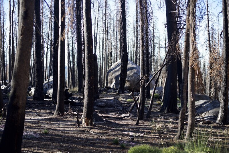 Granite boulders can be seen throughout the forest in the midst of the burned trees.