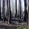 Granite boulders can be seen throughout the forest in the midst of the burned trees.