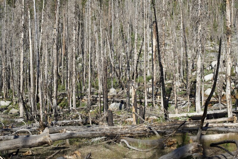 Dead and burned trees line the trail for its entirety.   As it approaches the trail junction, the trees start to thin and you get a little better view of area around you.