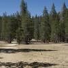 The trail crosses a gravel bar with pine trees on it.   The trail moves away from the creek briefly, and there are campsites in this area because you can be away from the creek easily for those backpacking.