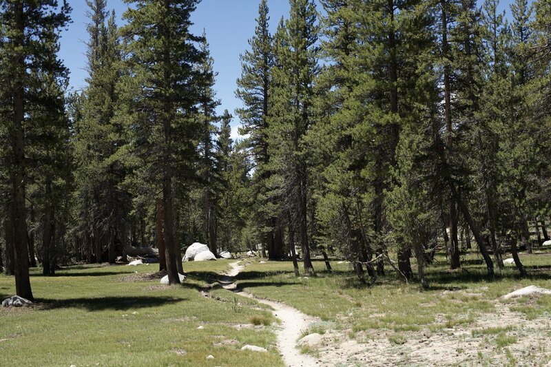 The trail meanders through the forest, coming in and out of the shade of the trees.