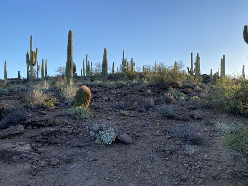 Sunrise on the black rock loop.