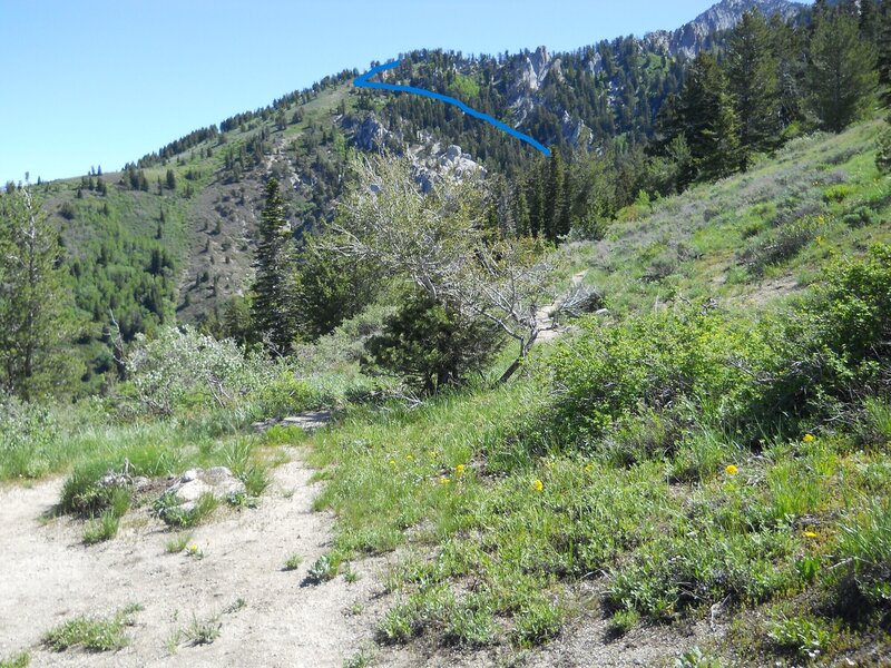 4 miles up take the Left Fork through Bear Canyon until you reach the Trail of the Eagle.