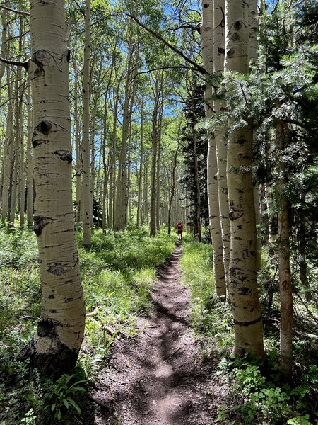 In the aspens.