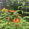 Interesting Lillies along the trail.