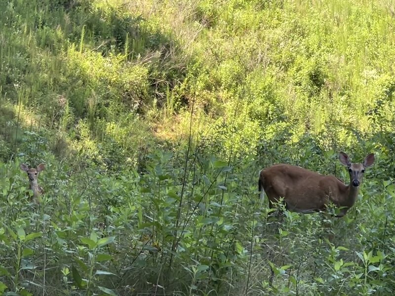 Doe with her fawn in the clearing.