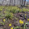 Glacier lilies abound as the snow finally melts here in late June.