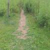 Trail start. Overgrowth lasts about 20 feet and disappears in the forest.