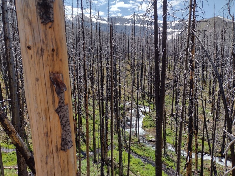 Akamina Creek, snowy peaks in the distance, and new greenery are seen to the west in the regenerating 2017 Kenow Fire burn area.