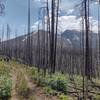 The trail runs through the regenerating 2017 Kenow Fire burn area with great views of the rugged mountains.