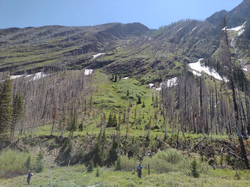 Hiking along Wall Creek amid bright spring greenery, below the mountains of Akamina-Kishinena Provincial Park.