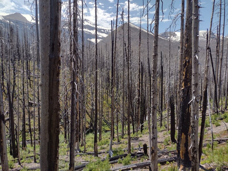 Snowy peaks of Akamina Ridge are seen through the forest of the regenerating 2017 Kenow Fire burn area.  Looking closely one can see Akamina Creek nearby in the valley below.