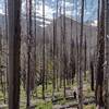 Snowy peaks of Akamina Ridge are seen through the forest of the regenerating 2017 Kenow Fire burn area.  Looking closely one can see Akamina Creek nearby in the valley below.