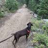 Dog looking ahead at trail.