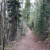 Grove of Aspen trees