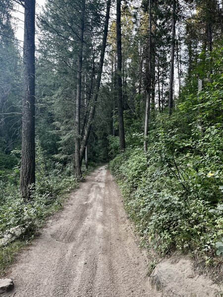 ATV trail heading up Lookout Mountain. We saw cows, turkeys and chipmunks. No skunks. We had to park a little way from the marked trail beginning.