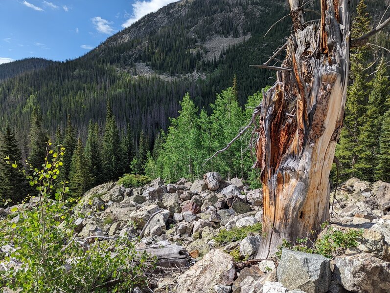 The view back down towards Baker's Gulch.