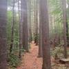 Near the end of the Red Trail in Crandall Park.