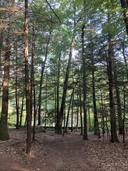 The White Trail near Case Pond.