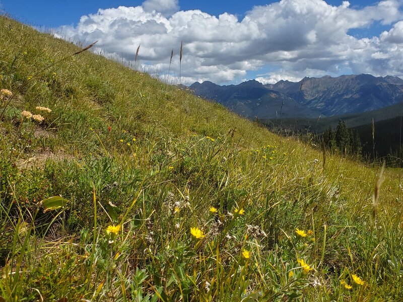 Some late season wildflowers and the Gore Range