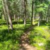 Pleasant forested slopes along the Northeast Rim Trail.