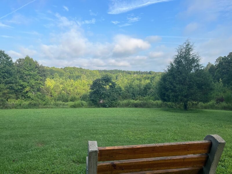 View over the trees from a bench