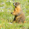 Our only marmot seen.