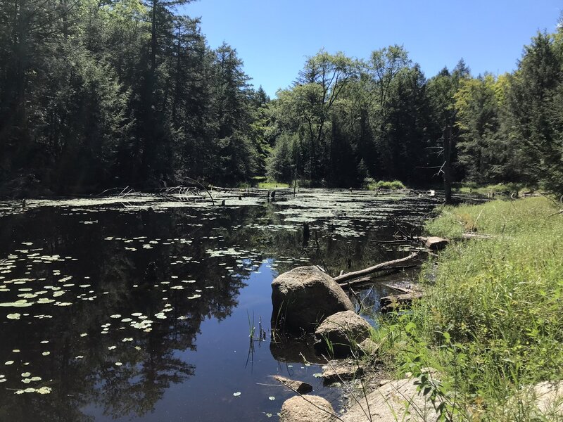 View of Upper Lily Pond.