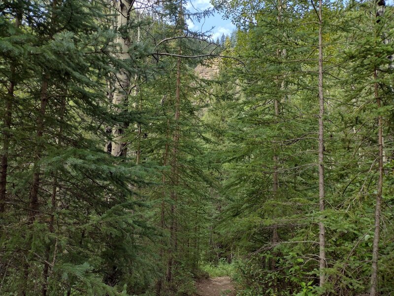 Nearing Eaton Falls, the cliffs that the falls drop over are seen through the trees.