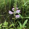 False Dragonhead (Physostegia virginiana).