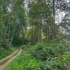 The path before the entrance to the forest path.