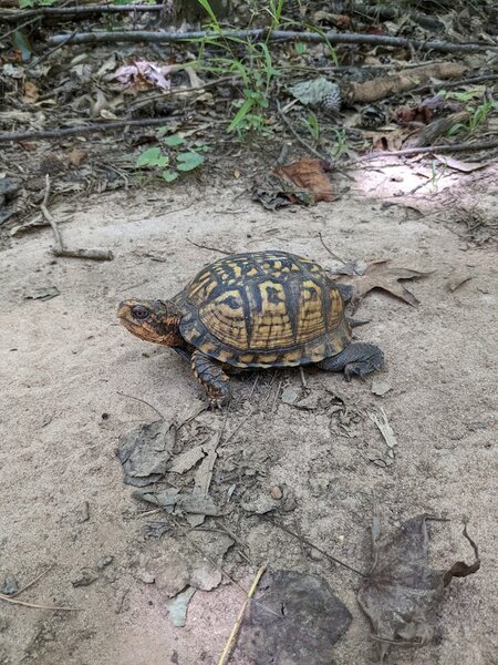 A tortoise that I saw on the Blue Star trail a few minutes south of the Dairy Barn.