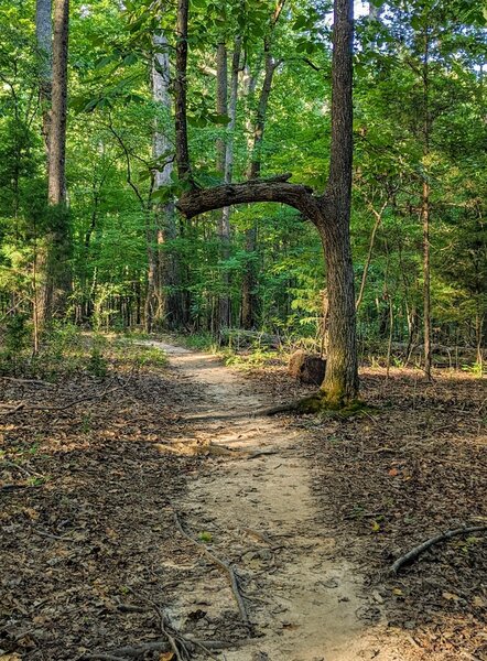 A few minutes along the Blue Star trail I spotted this tree limb arching over the trail like a gateway.